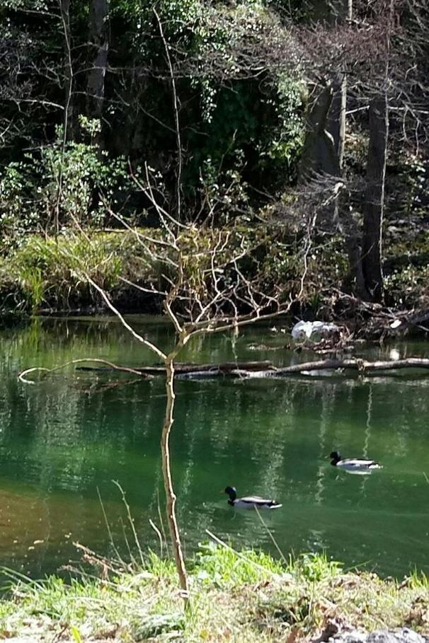 Le Moulin Aux Chandelles 2, Vacances & W-E, Vues Riviere, Montagne & Ville, Tout Confort Deconnecte, Eclairage Bougies, Connexions A 200M Au Centre Le Vigan Gite Les Amoureux De L'Arre, Randonnee Chemin De Saint-Guilhem-Le-Desert, Lire Profil Avant R Extérieur photo